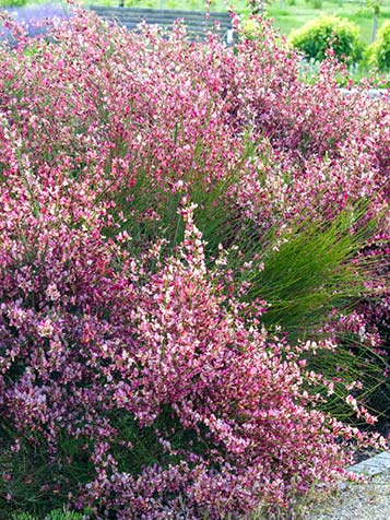 Roze brem in de tuin