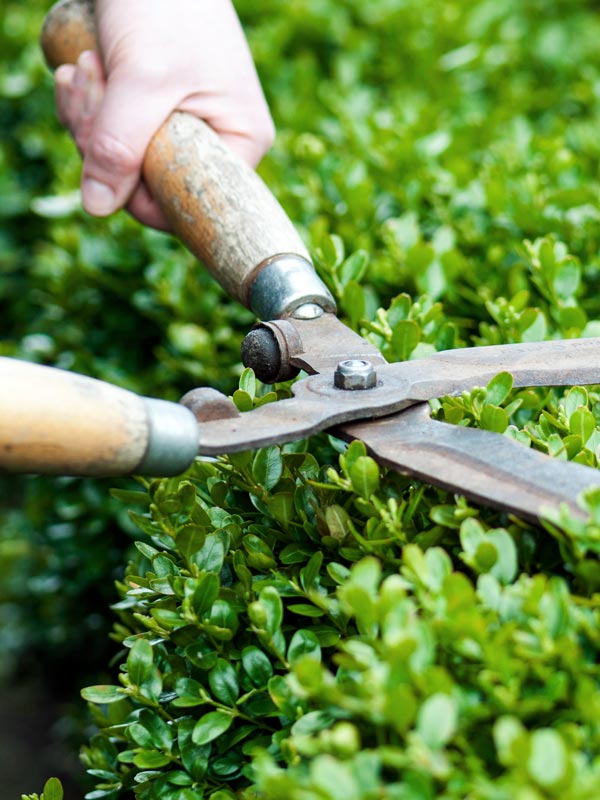 Buxus snoeien kan het hele jaar door maar wordt doorgaans gedaan aan het einde van juni of begin juli