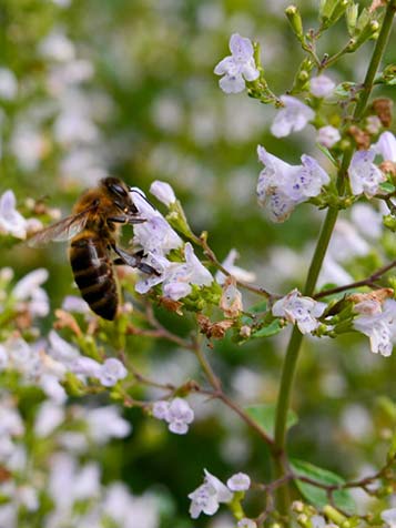 Bijen houden van de Calamintha nepeta