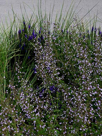 Calamintha combineren met Salvia en siergras