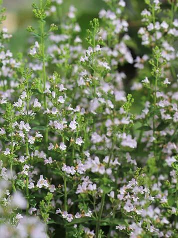 witte geurende bloemen van calamintha