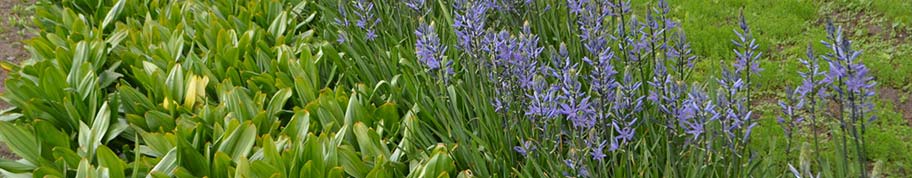 camassia bollen in de grond planten