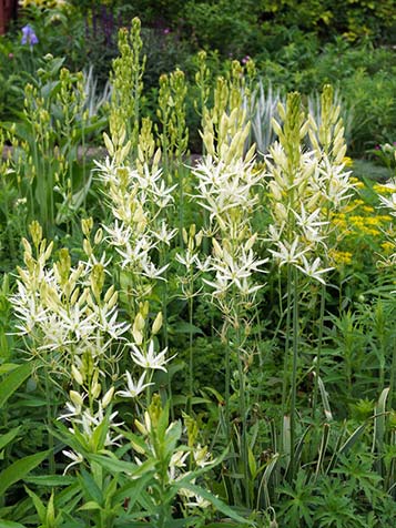 witte camassia in een border