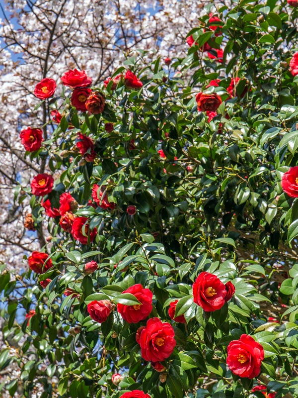 De camellia japonica is een echte voorjaarsbloeier.