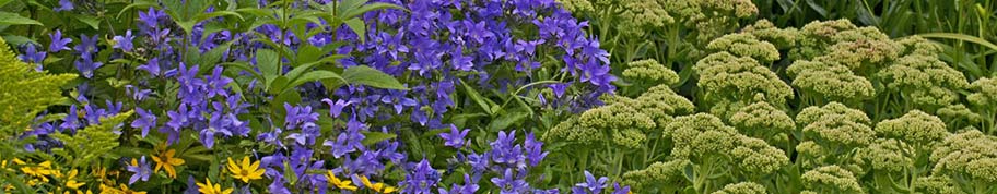 Campanula bloeit vaak met blauw of paarse bloemen