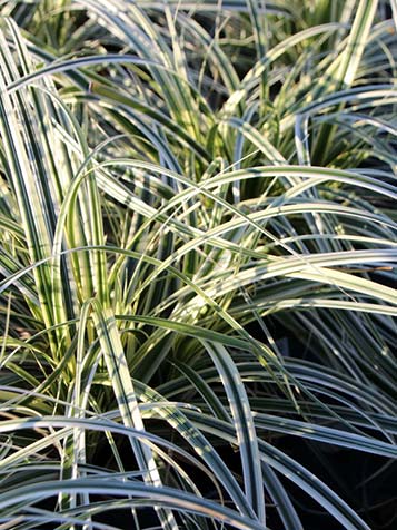 Witbonte Carex oshimensis