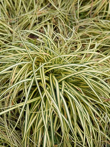 Geelbonte Carex oshimensis