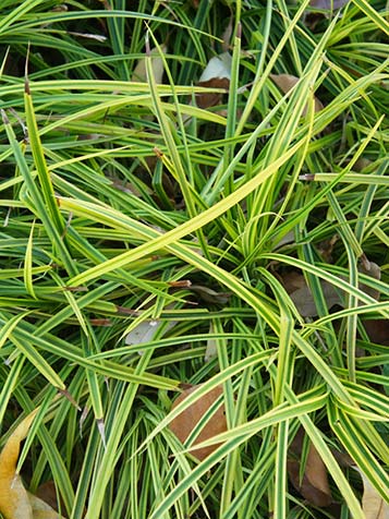 Er zijn bontbladige en groenbladige varieteiten van carex morrowii verkrijgbaar bij ons tuincentrum