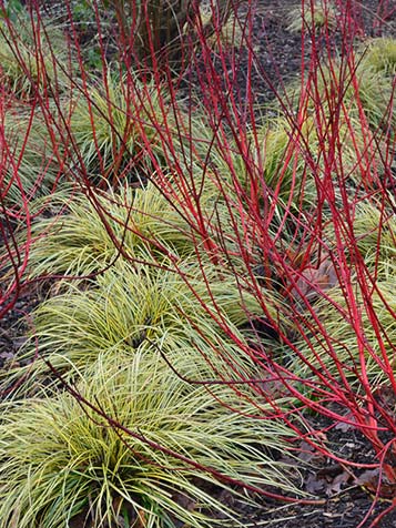 Cornus en Carex gecombineerd