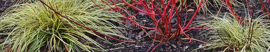 Carex bont blad