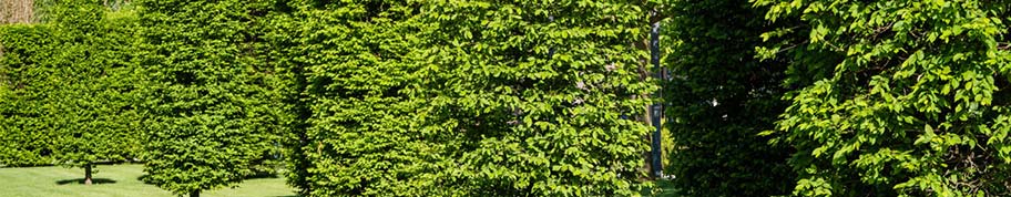 Carpinus betulus is een sterke en makkelijke boom