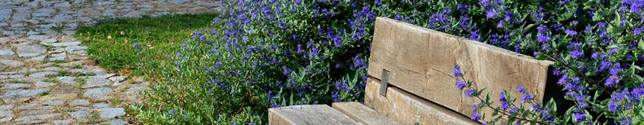 Caryopteris toegepast in een border