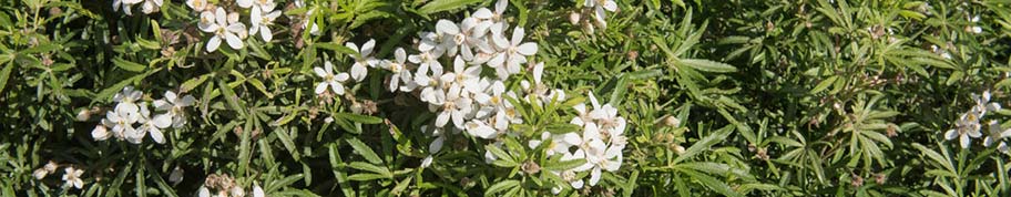 Choisya krijgt witte bloemen