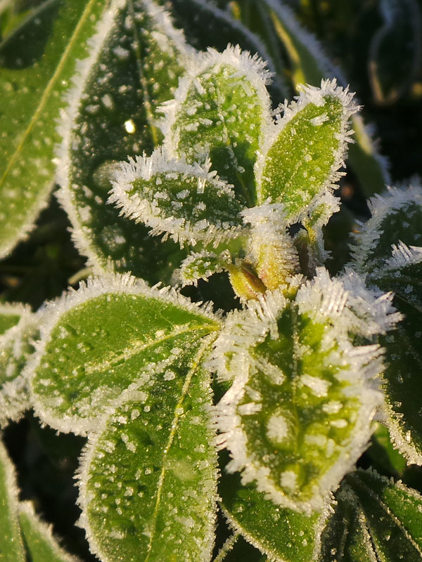 winter en groenblijvende struiken heesters met blad