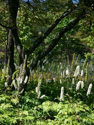 cimicifuga groeit in de halfschaduw het is een bosplant 