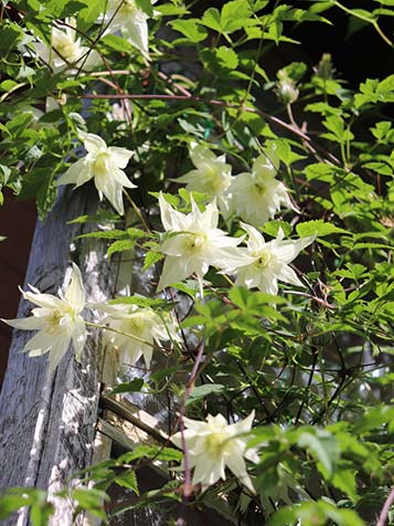 Clematis alpina is te verkrijgen in meerder kleuren met enkele of dubbel bloemen