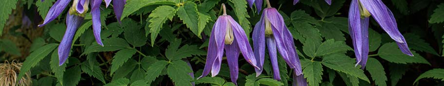 Clematis alpina bloeit met afhangende bloemen met slanke bloembladeren