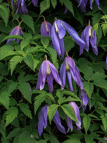 De meest bekende vorm van clematis alpina heeft blauw gekleurde bloemen