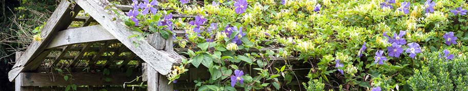 Clematis is een kleurrijke klimmer en is verkrijgbaar in vele verschillende kleuren en vormen