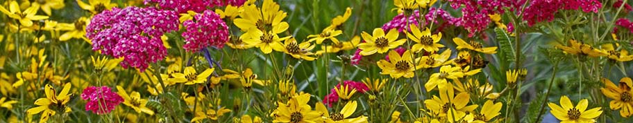 Coreopsis staat altijd garant voor vuurwerk in de tuin met een ware kleurenexplosie