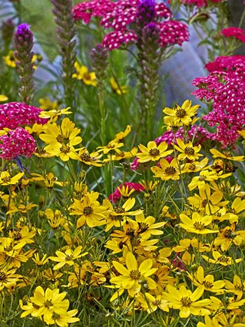 Coreopsis verticillata is de bekendste vorm van deze plant en combineert een fijn blad met heldergele, rode of roze bloemen