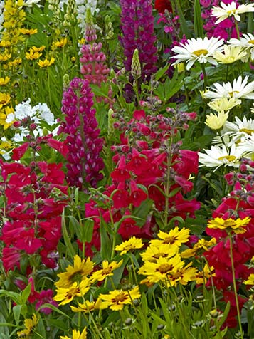 Coreopsis is een sterke vaste plant die houdt van een zonnige standplaats.