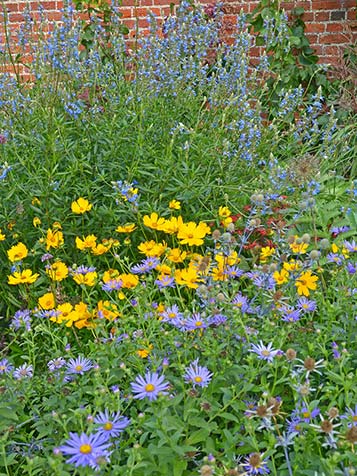 De plant heet meisjesogen in het Nederlands en bloeit vaak met gele bloemen