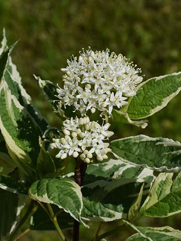 In het voorjaar bloeit de Cornus alba met schermvormige witte bloemtrossen