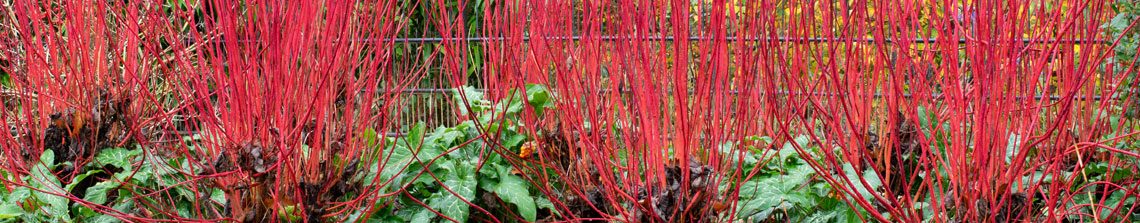De vuurrode stelen van Cornus alba 'Sibirica' geven kleur aan de tuin in de winter