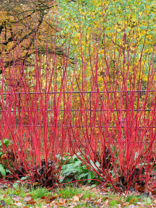 Ook aan het einde van het seizoen in de herfst zorgen vaste planten voor kleur