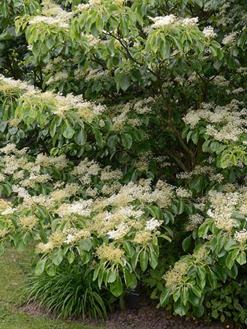 de cornus controversa is een kornoelje met een etage gewijze groeivorm