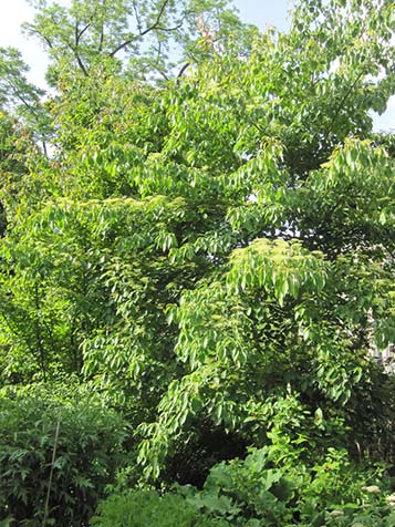 cornus controversa is een bladverliezende plant