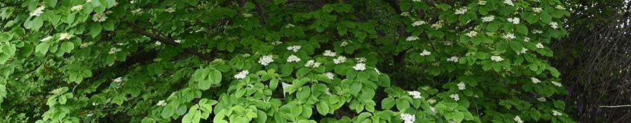 cornus controversa in de tuin aangeplant