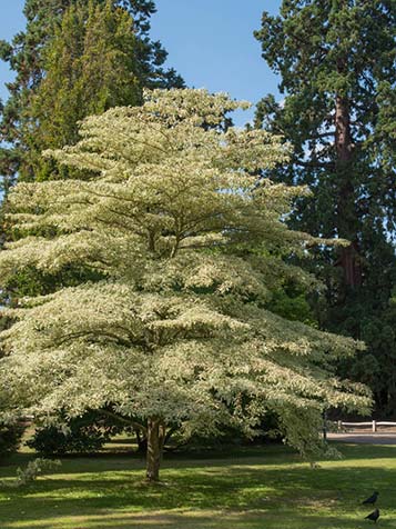 cornus controversa als solitaire boom 