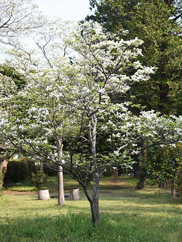 Cornus florida kan uitgroeien tot een kleine boom, maar meestal is het een struik met een bescheiden hoogte