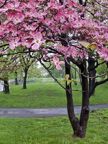 De bloemen van Cornus florida bestaan uit 4 afzonderlijke bloemblaadjes die rondom een groen gekleurde knop staan