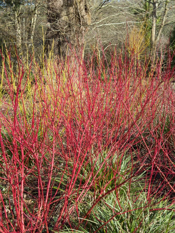 In de winter is het feest met de Cornus alba 'Sibirica' of witte kornoelje