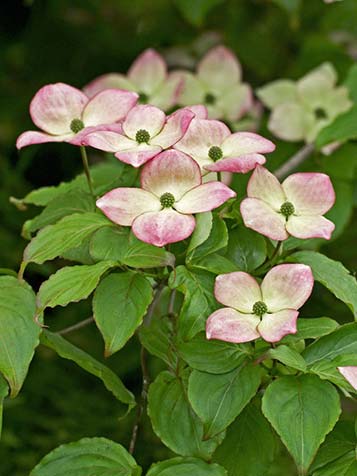 Naast de wit bloeiende Cornus kousa zijn er ook roze bloeiende soorten