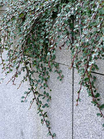 Het blad van de Cotoneaster is in de meeste gevallen groenblijvend