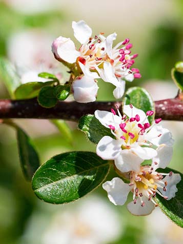 Cotoneaster bloeit in mei of juni met kleine witte bloemen die meestal niet echt opvallen