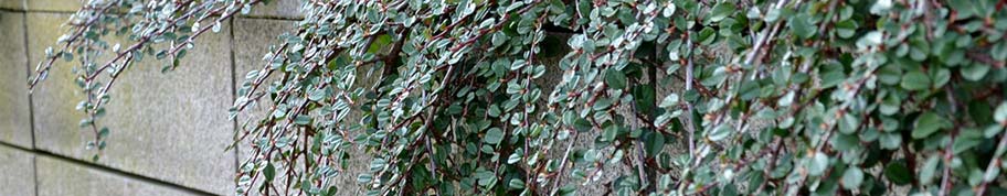 Cotoneaster is ook erg fraai om te laten groeien aan randen van taluds of keermuren