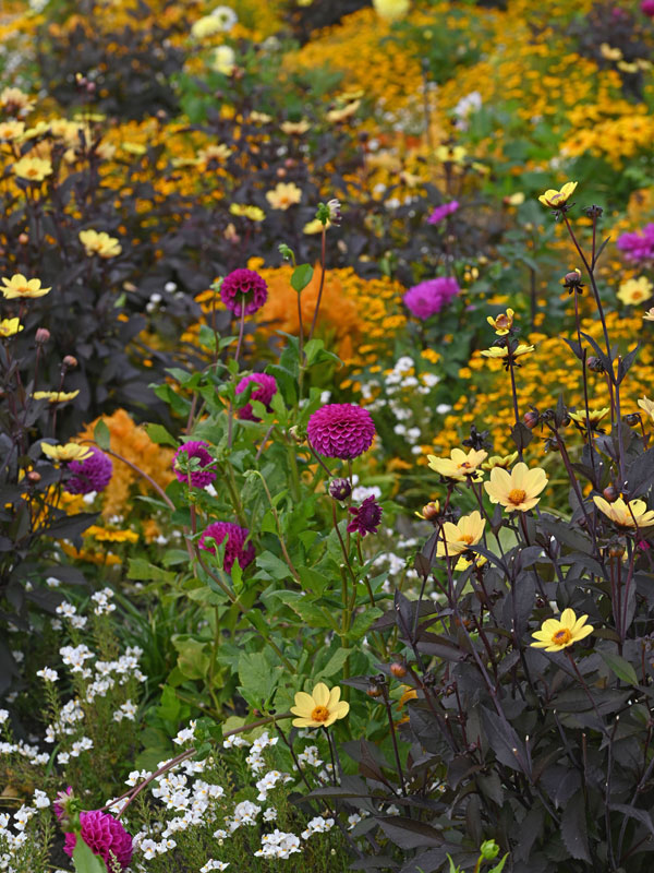 dahlias ook als snijbloemen