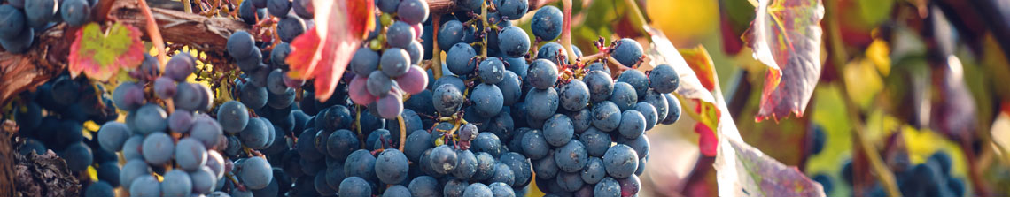 Blauwe druiven uit eigen tuin