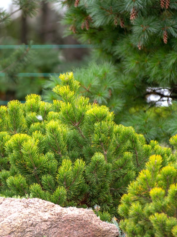 De kleuren van veel dennen zijn vaak in de winter nog mooier dan in de zomer zoals deze Pinus mugo 'Wintergold'.