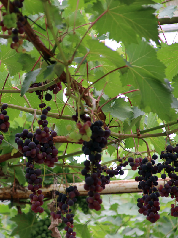 Druivenplanten kunnen tegen een pergola of gaaswerk groeien zodat u uw eigen verschillende soorten druiven kunt plukken