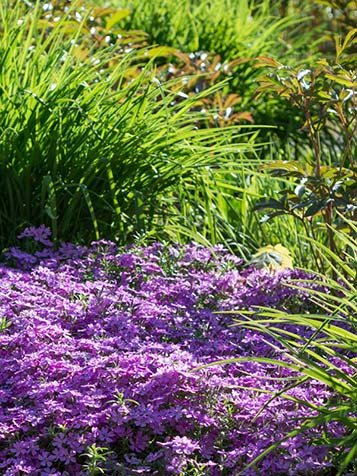 onvergeeflijk pop Opera Bodembedekkers | Tuinplantenwinkel.nl