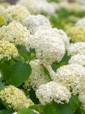 hoeveel hortensia annnabelle per strekkende meter 