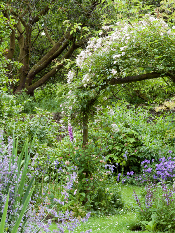 In combinatie met vaste planten en bomen zorgen klimrozen voor een kleurrijke tuin