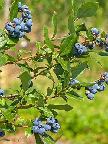 Blauwe bessen uit eigen tuin