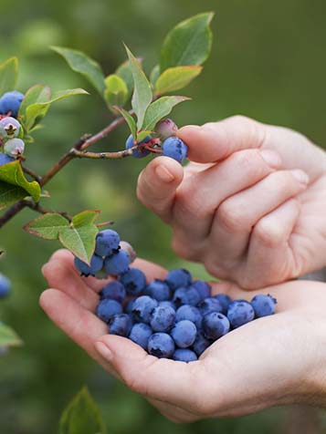 blauwe bes ofwel bosbes plukken